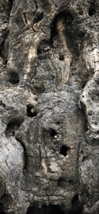 2,000 year old witness in the Garden of Gethsemane.