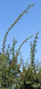 Type of thorns used in the Crown of Thorns.