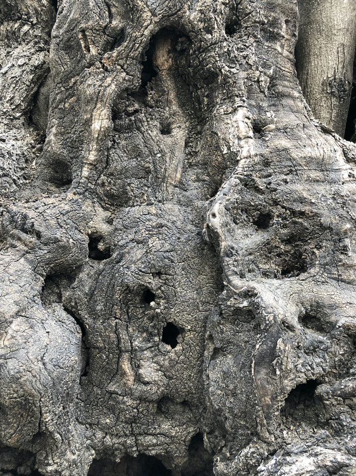 A 2,000 year old witness in the Garden of Gethsemane